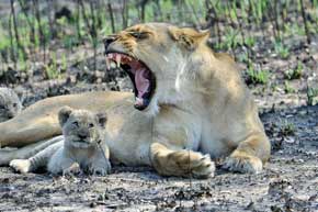 Lioness & Cub