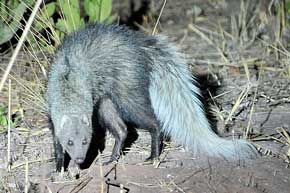 White Tailed Mongoose